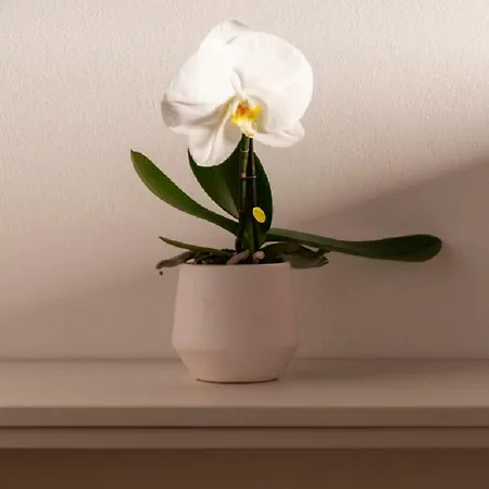 Like A Miracle 아파트