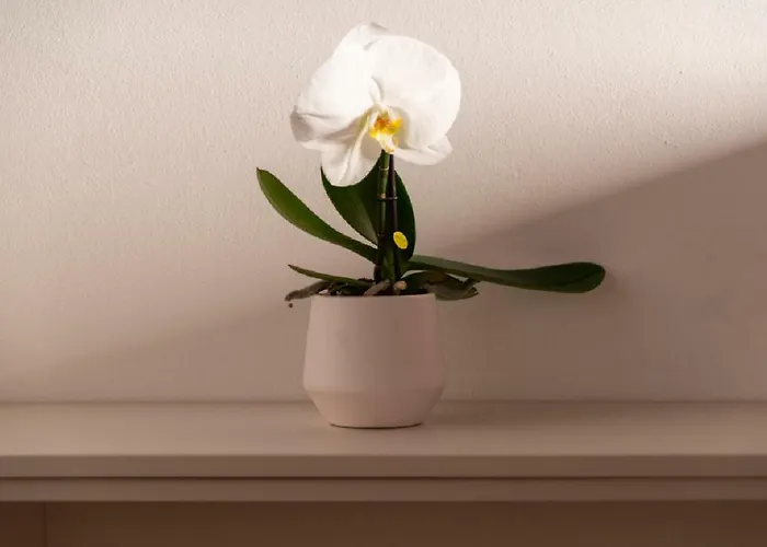 Like A Miracle Διαμέρισμα